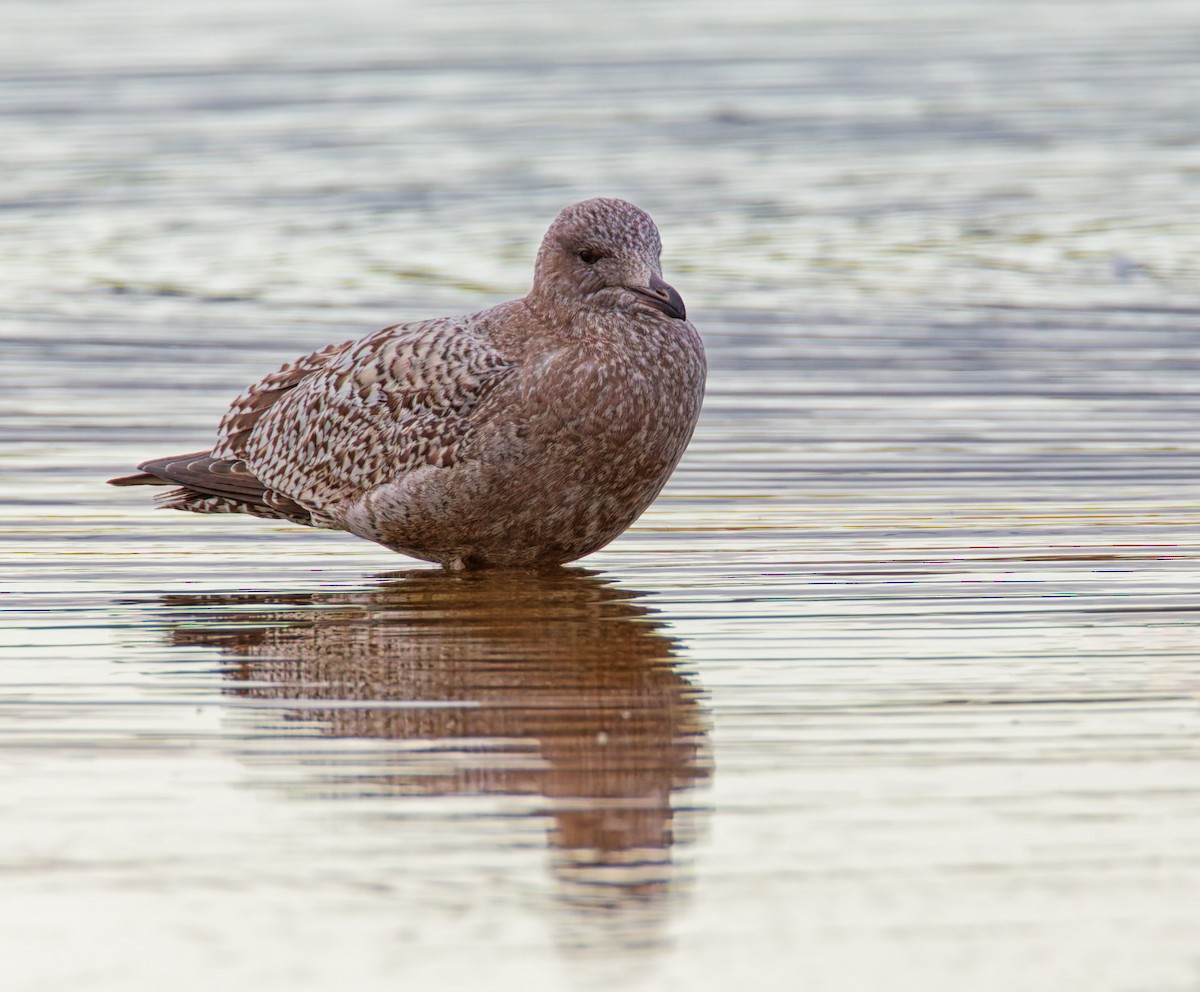 American Herring Gull - ML644041766