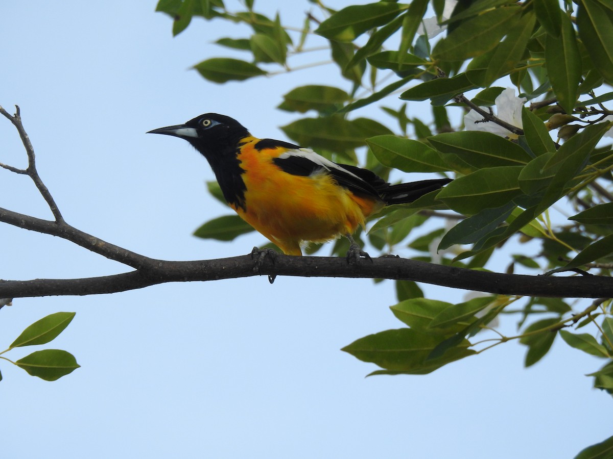Venezuelan Troupial - ML644041778