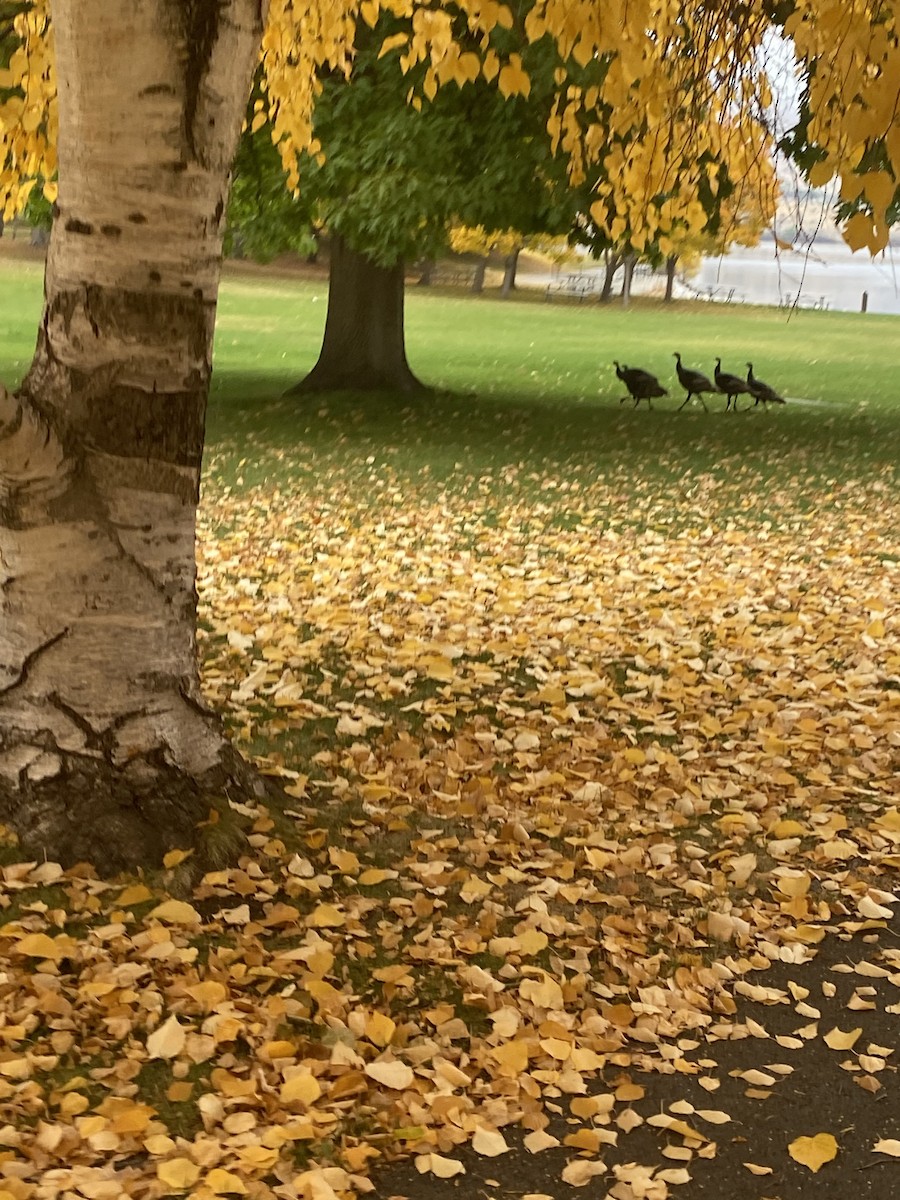 Wild Turkey - ML644041779