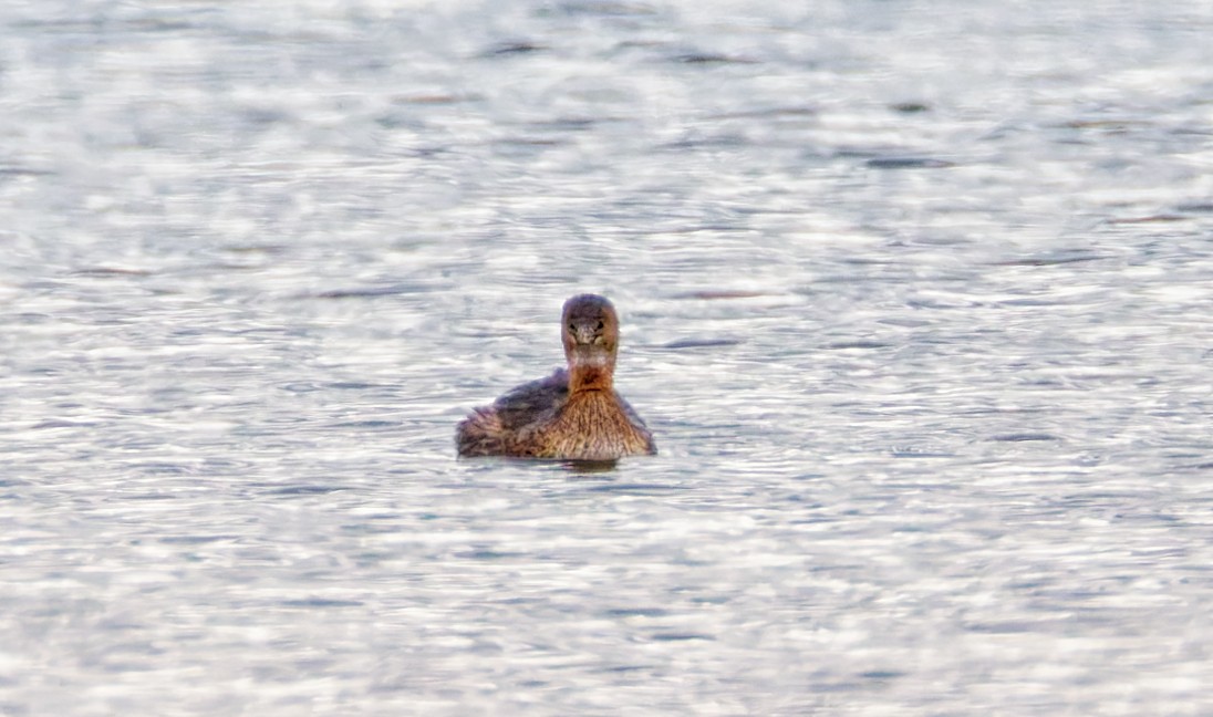 Pied-billed Grebe - ML644041782