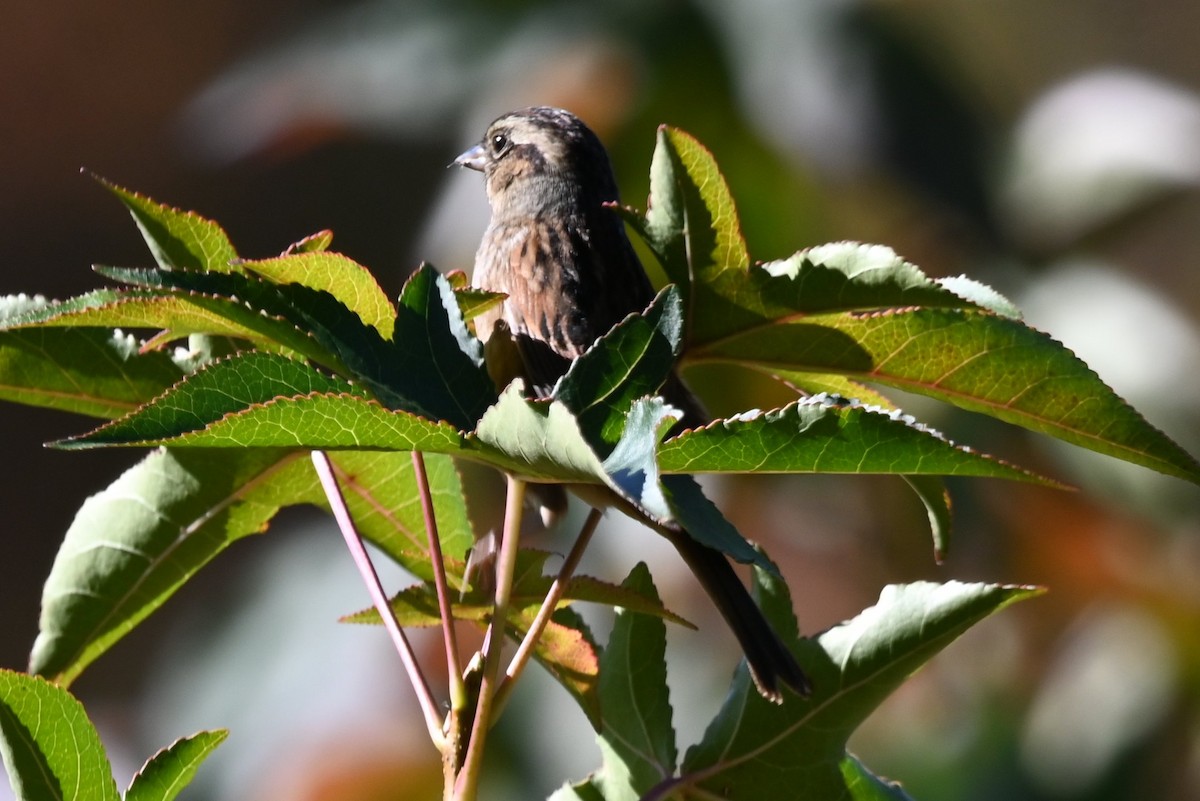 Swamp Sparrow - ML644041783