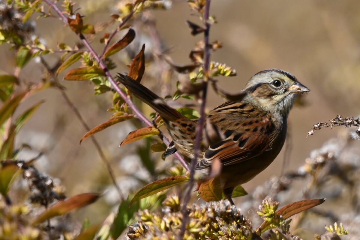Swamp Sparrow - ML644041784