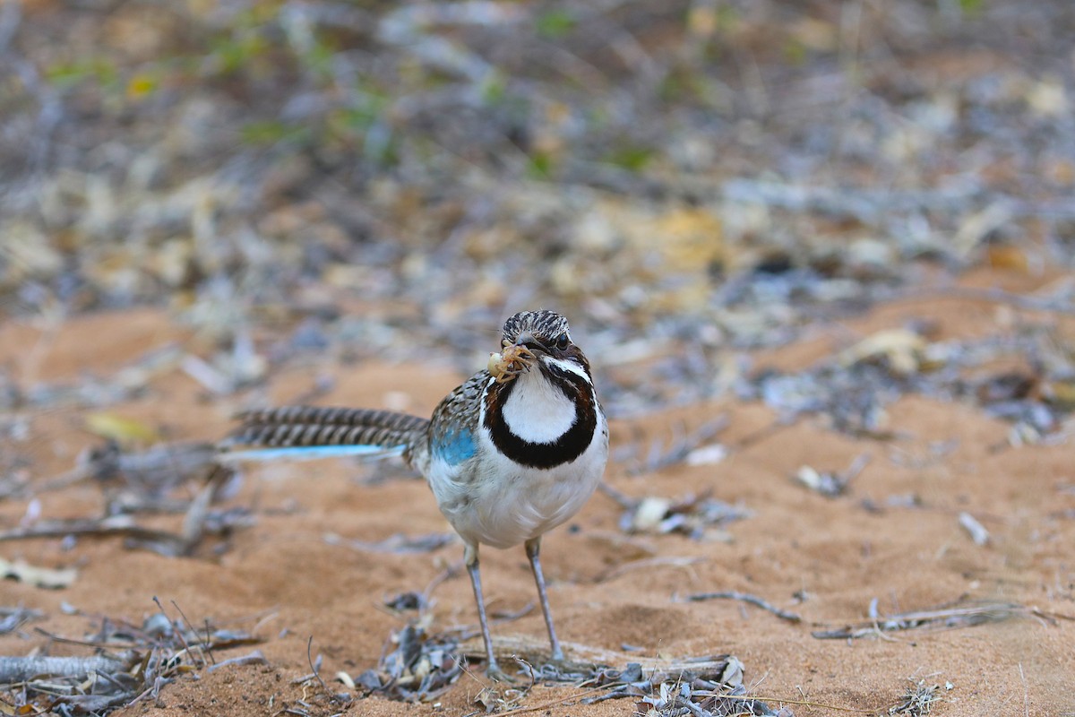 Long-tailed Ground-Roller - ML644041785