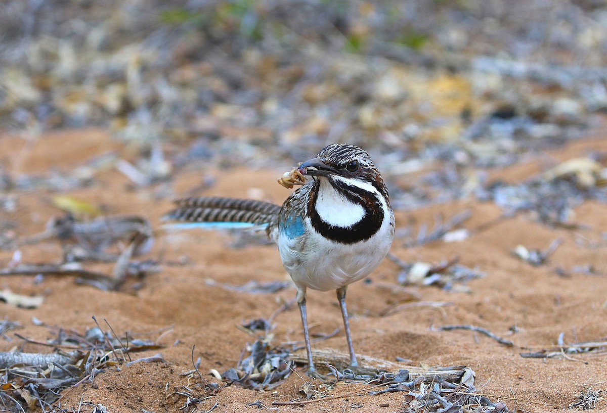 Long-tailed Ground-Roller - ML644041786