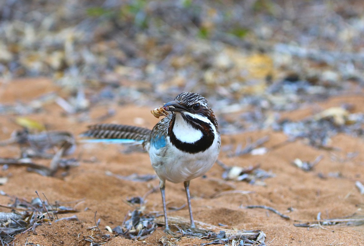 Long-tailed Ground-Roller - ML644041787