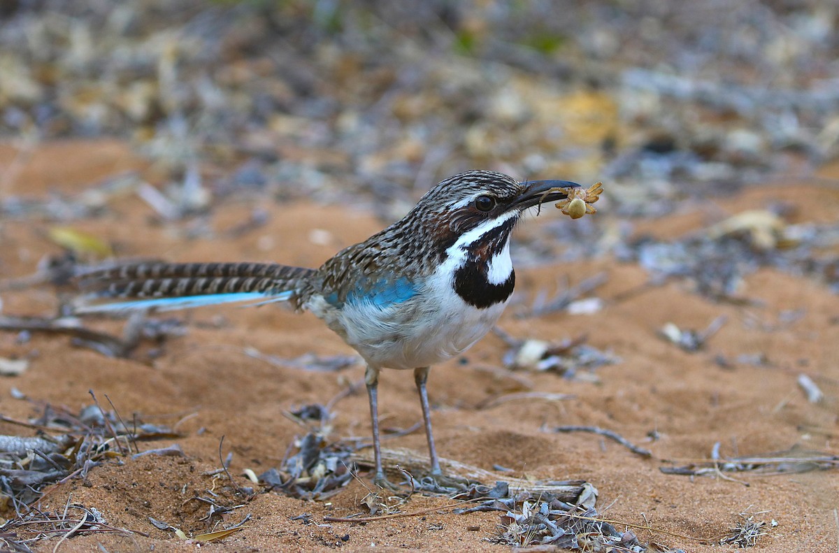 Long-tailed Ground-Roller - ML644041788