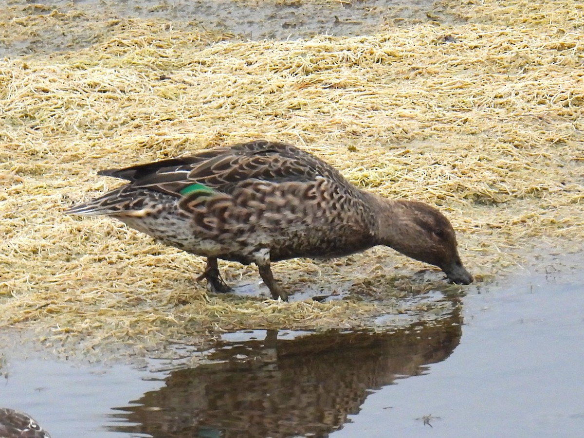 Green-winged Teal - ML644041790