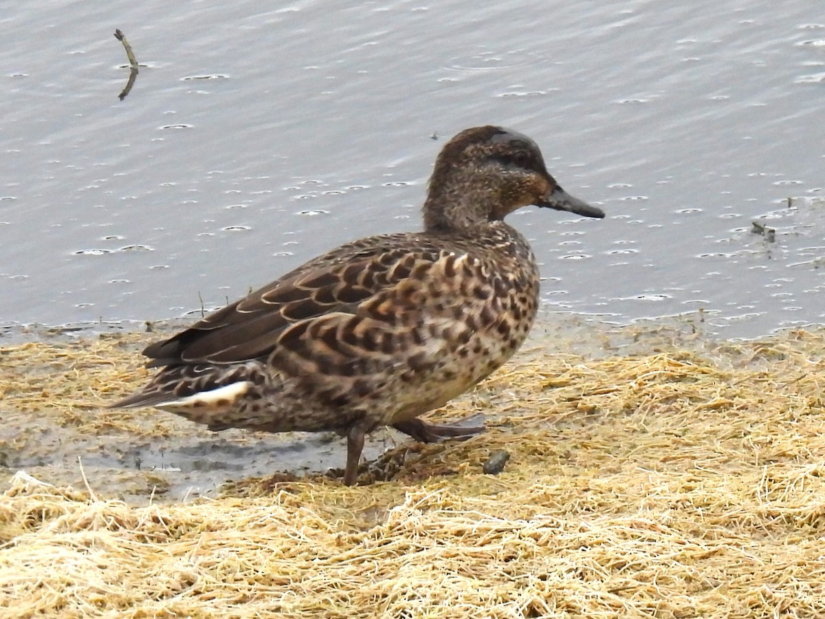 Green-winged Teal - ML644041791