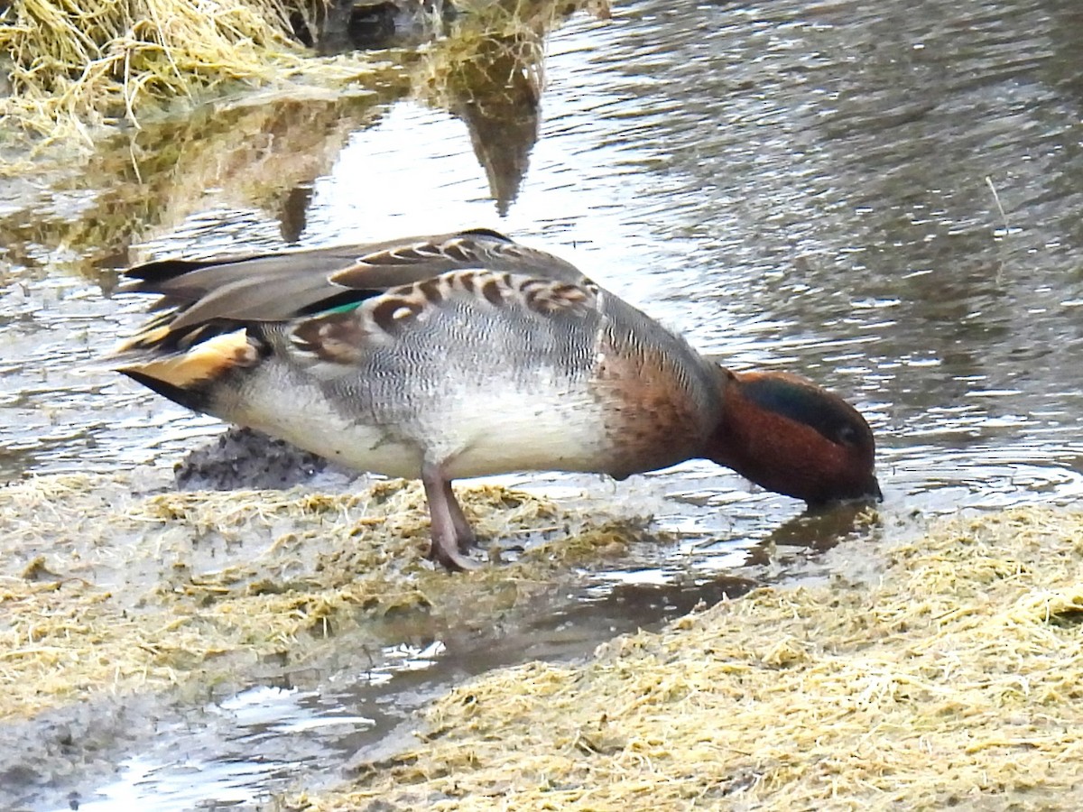 Green-winged Teal - ML644041792