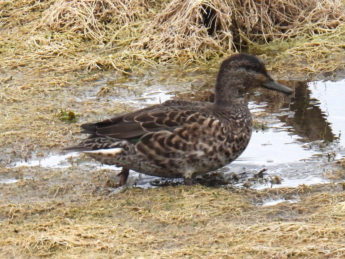 Green-winged Teal - ML644041794