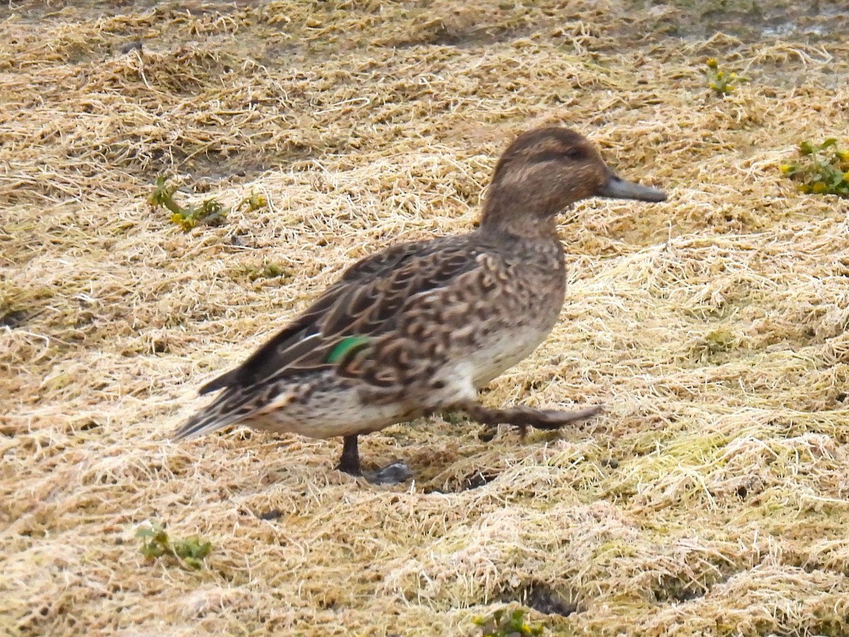 Green-winged Teal - ML644041795