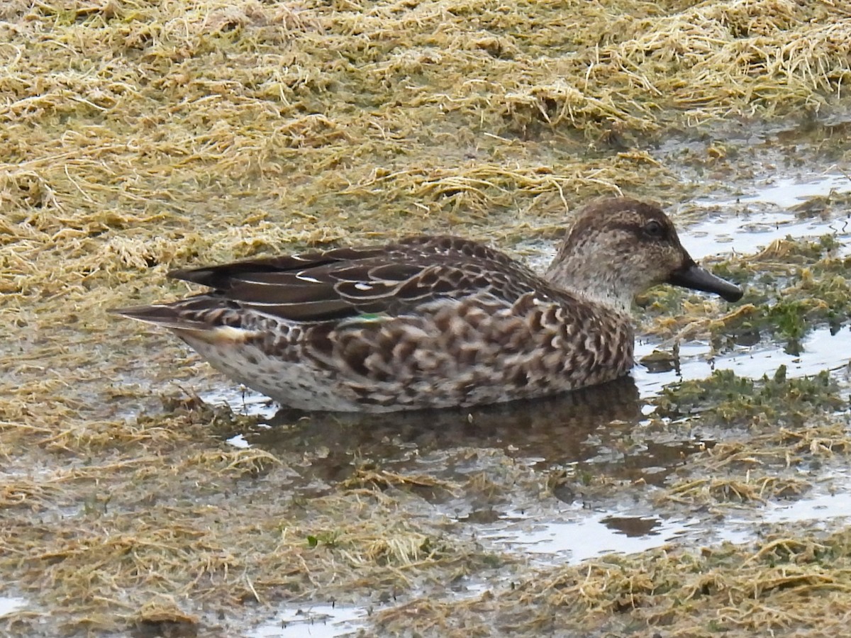 Green-winged Teal - ML644041796