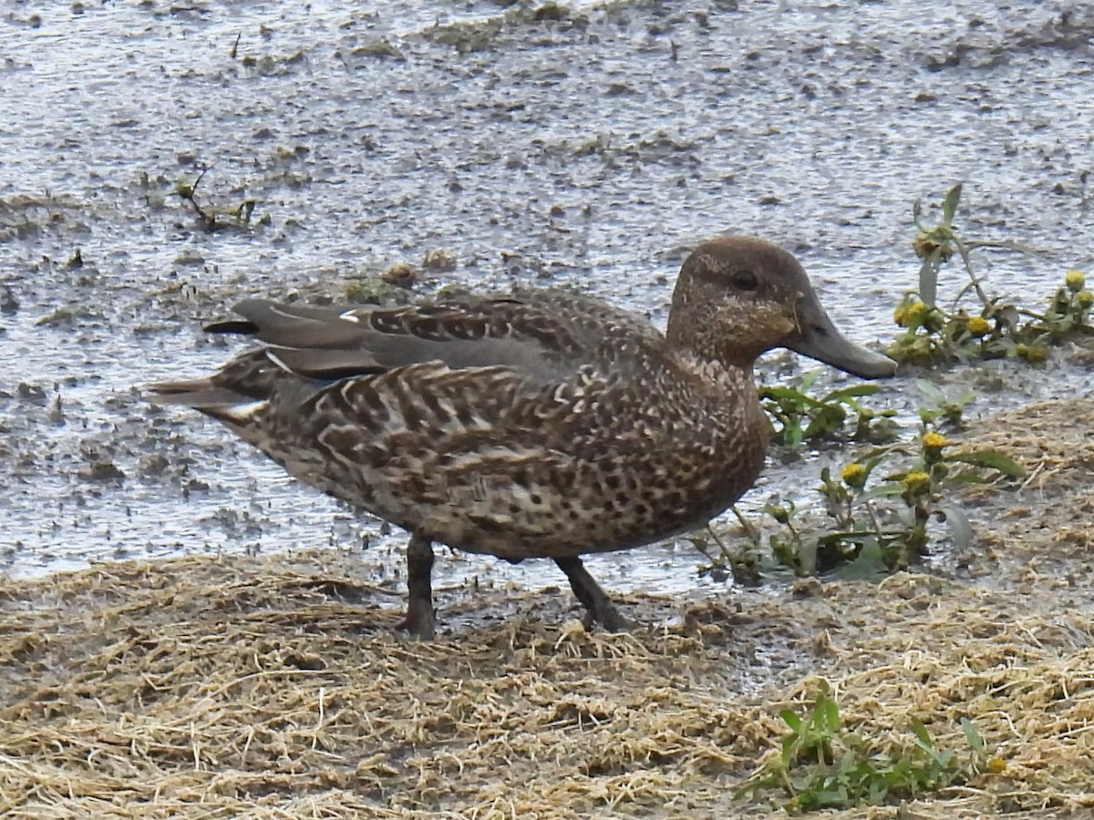 Green-winged Teal - ML644041797