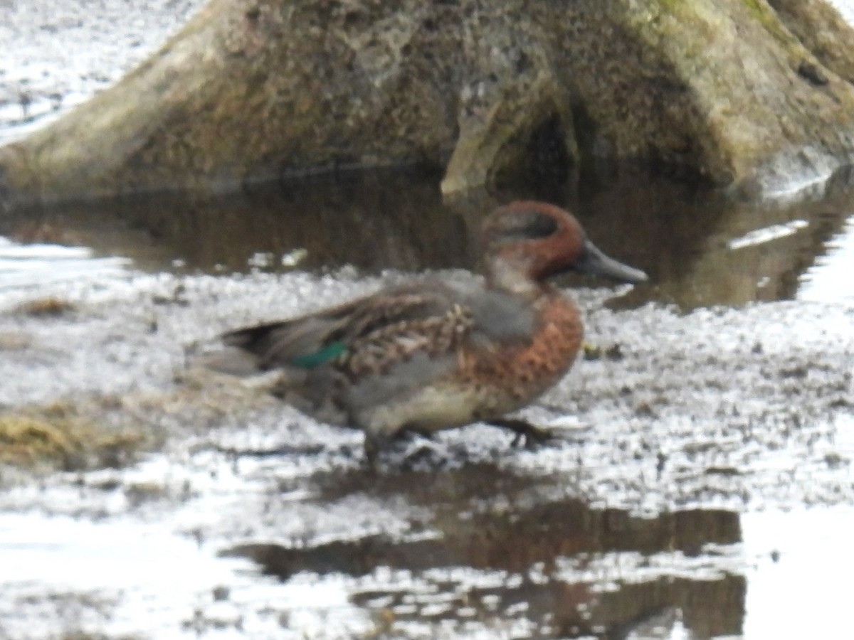 Green-winged Teal - ML644041798