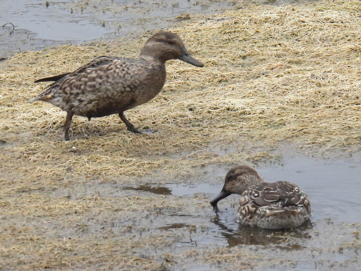 Green-winged Teal - ML644041799