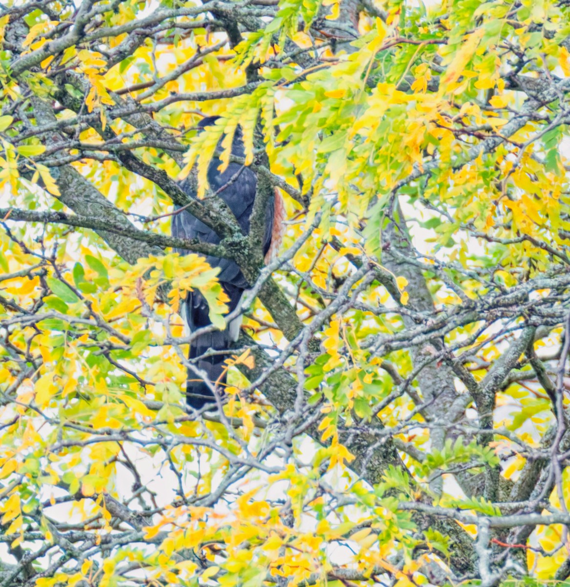 Cooper's Hawk - ML644041803