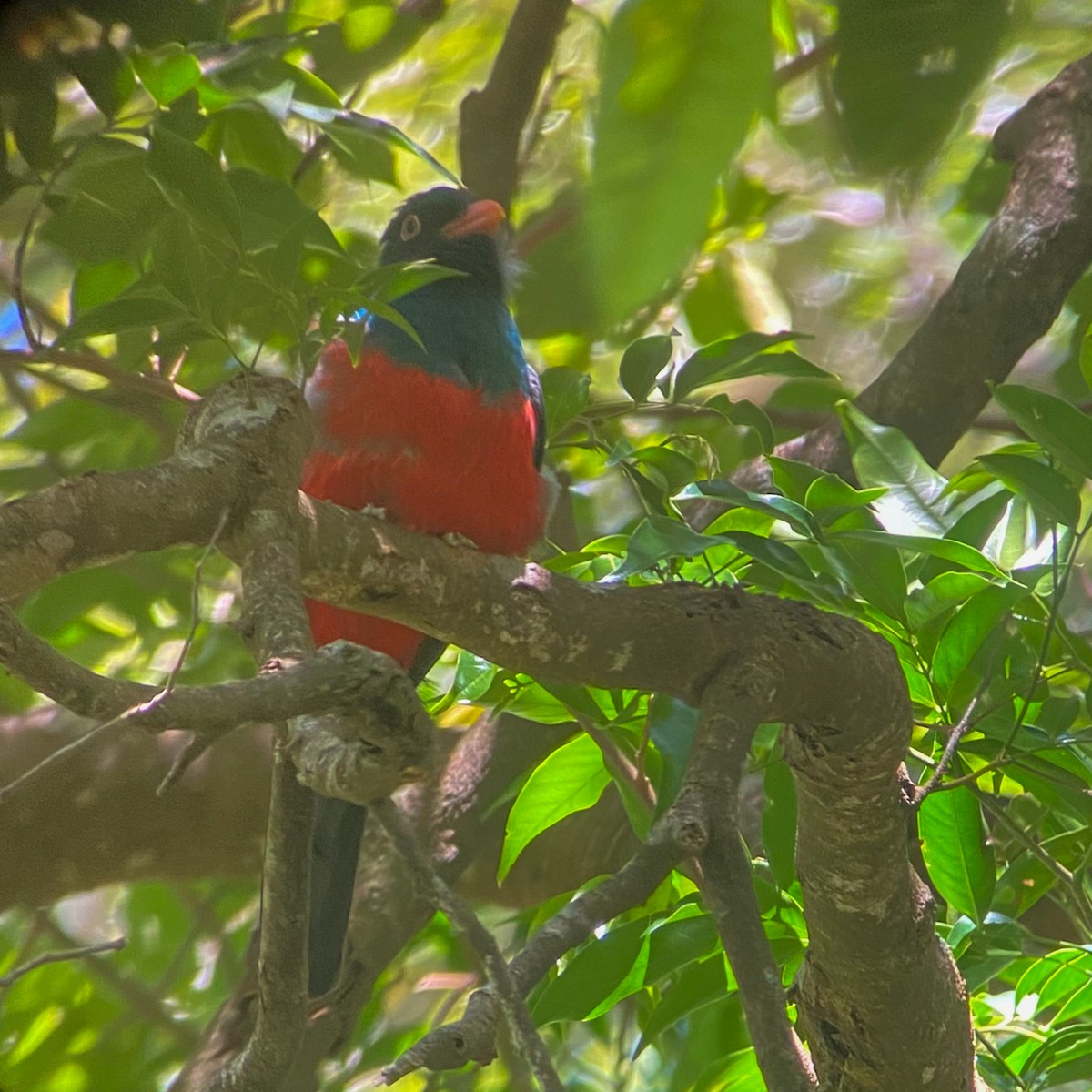 Slaty-tailed Trogon - ML644041832