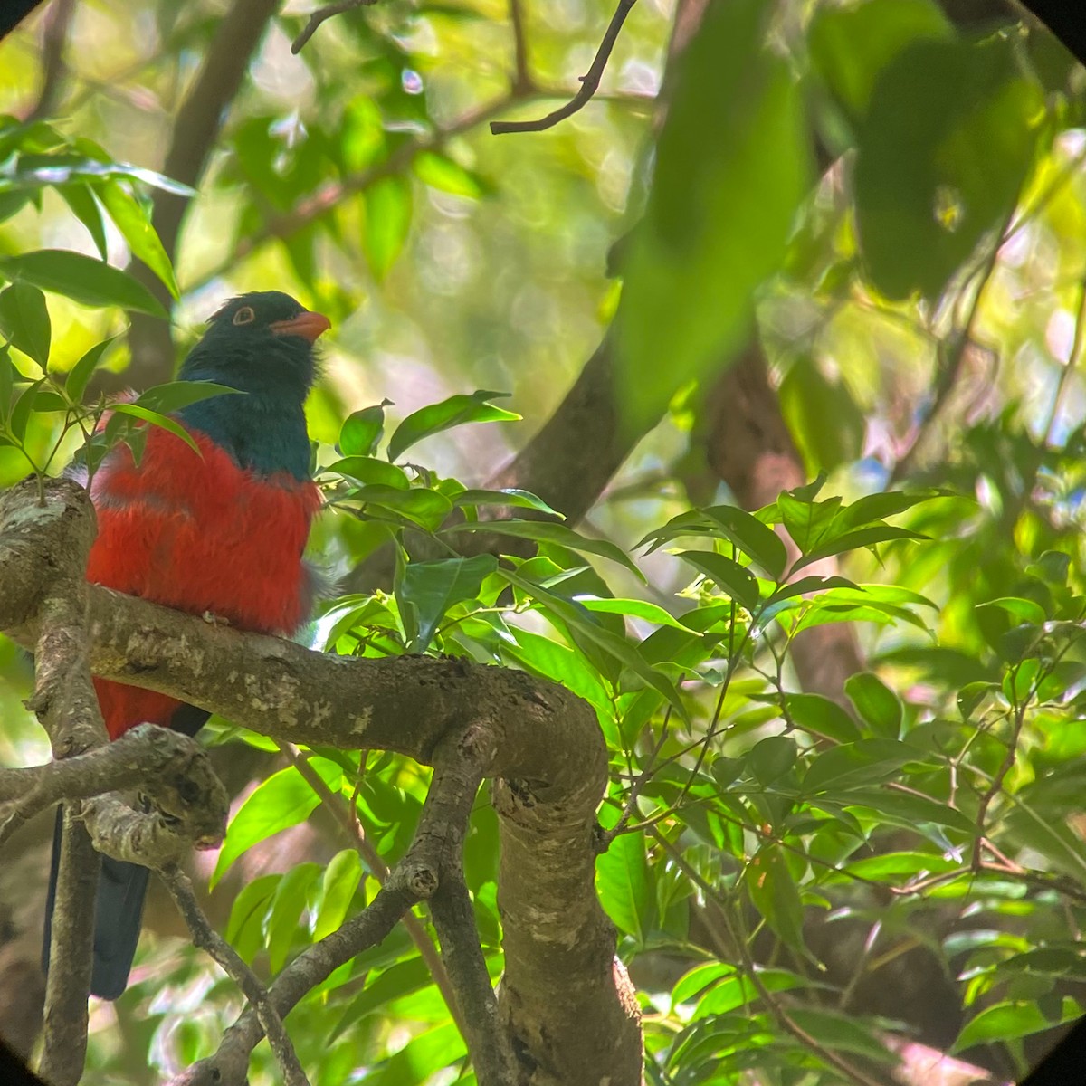 Slaty-tailed Trogon - ML644041834