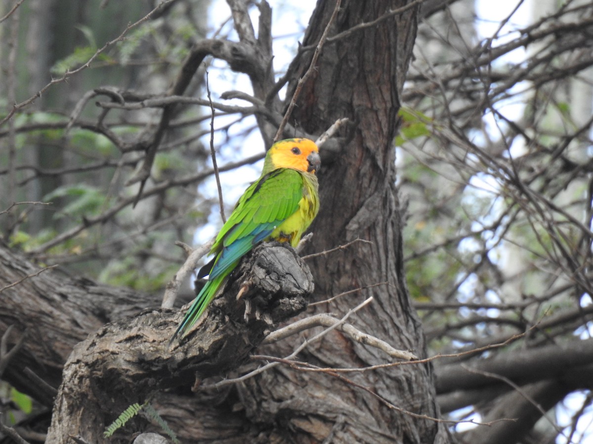Brown-throated Parakeet - ML644041852