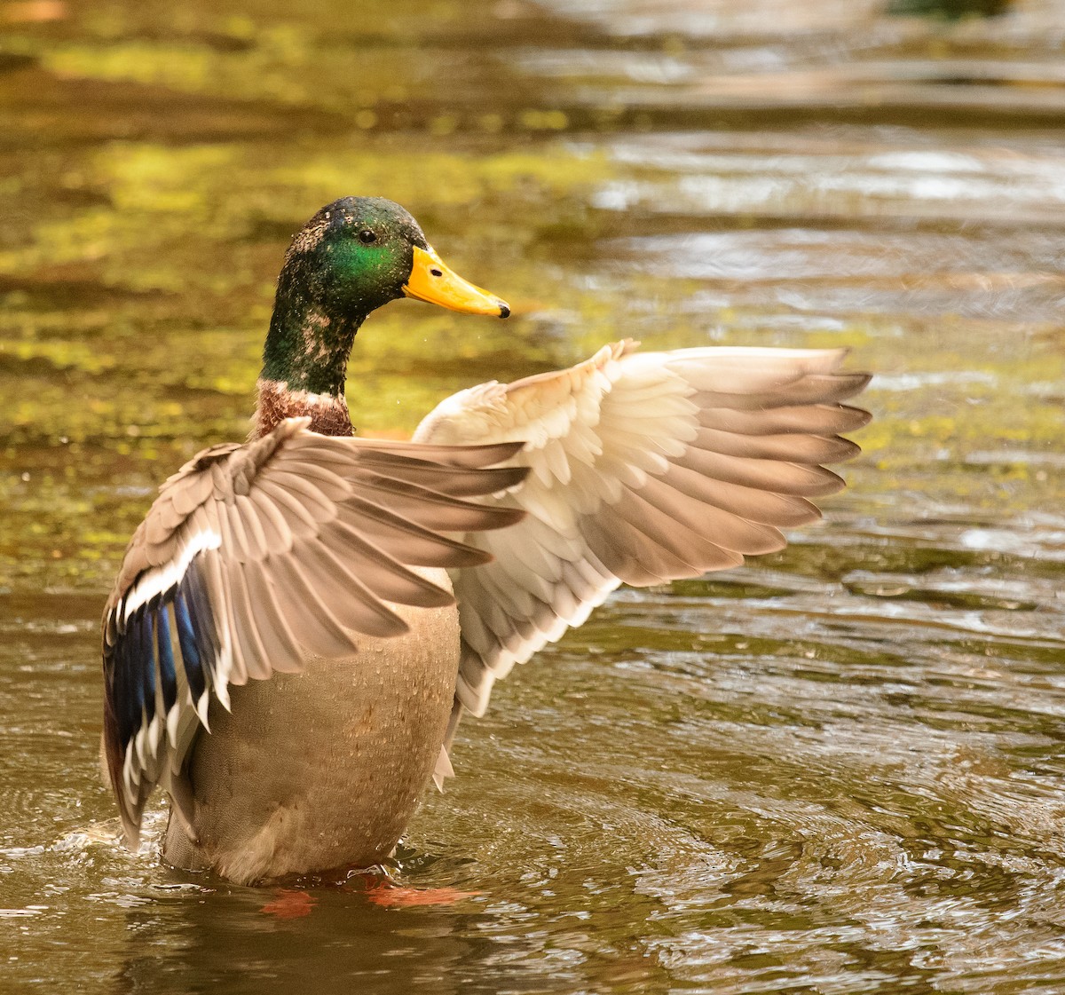 Mallard - ML644041860