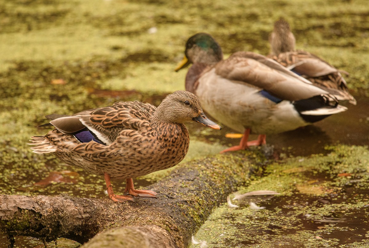 Mallard - ML644041861