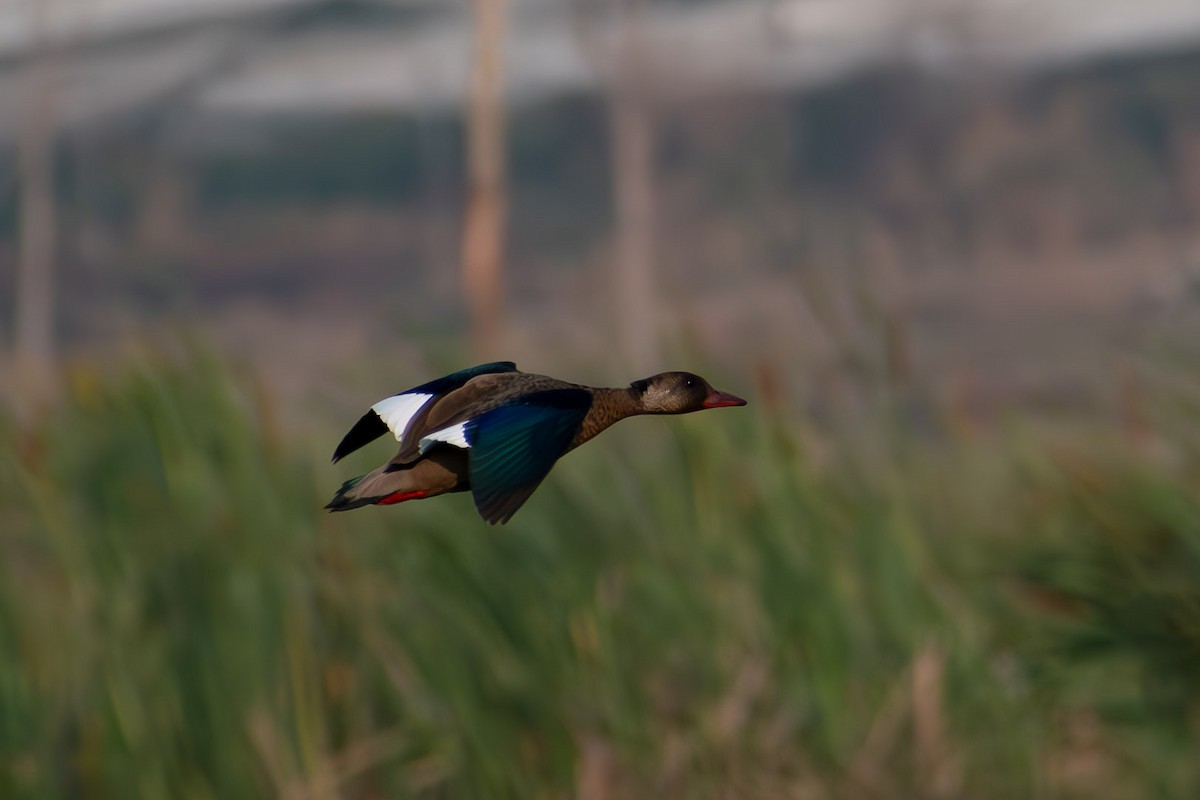アカアシコガモ - ML644041863
