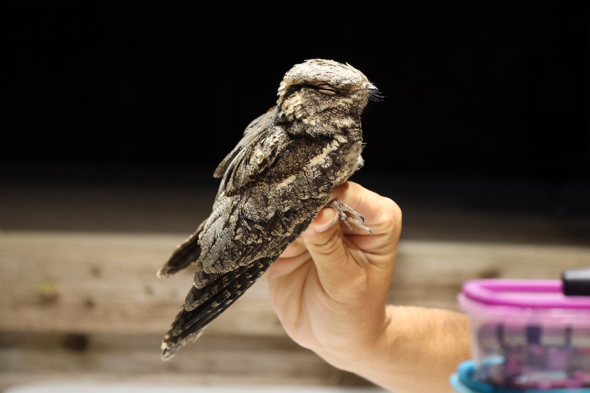 Eurasian Nightjar - ML644041884