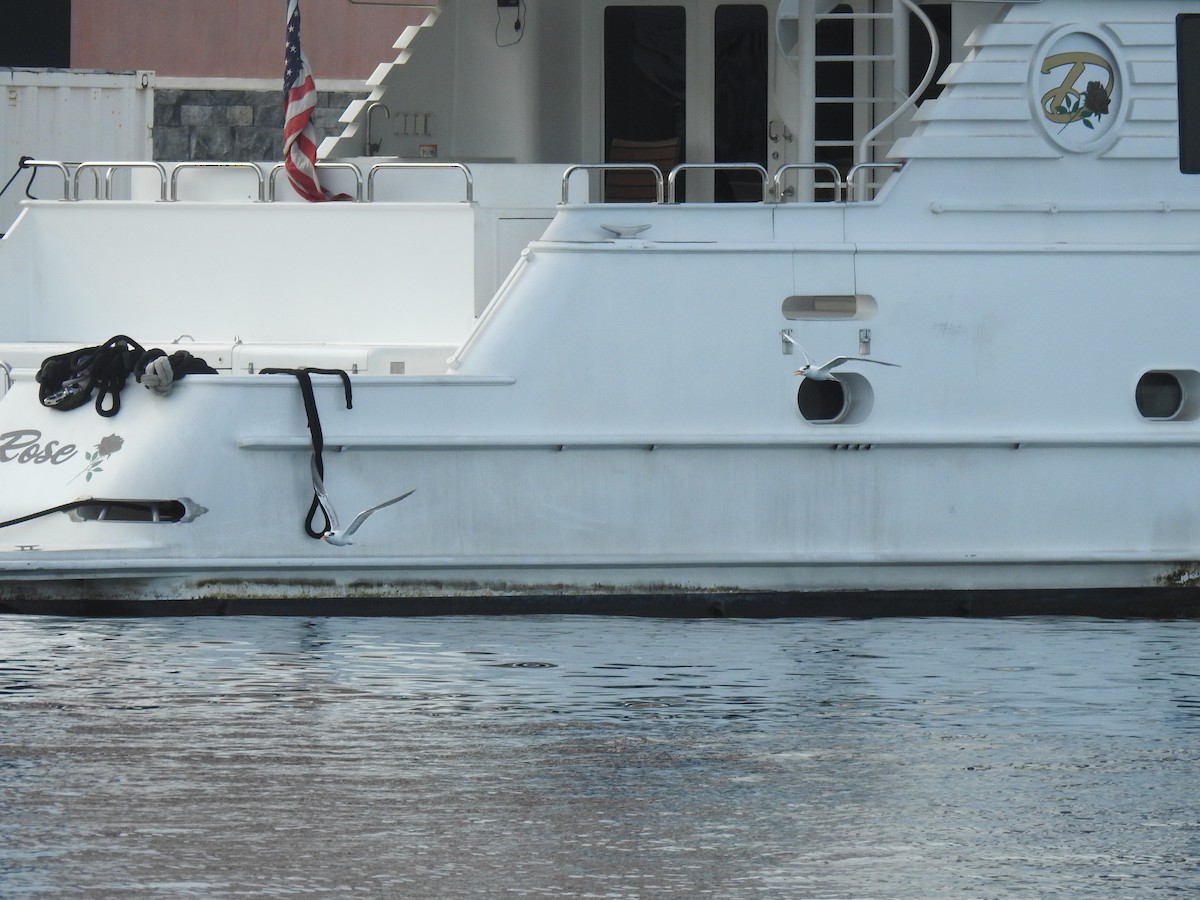 Royal Tern - ML644041885