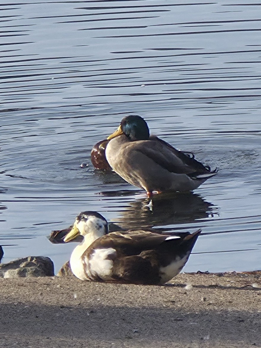 Зэрлэг нугас - ML644041888