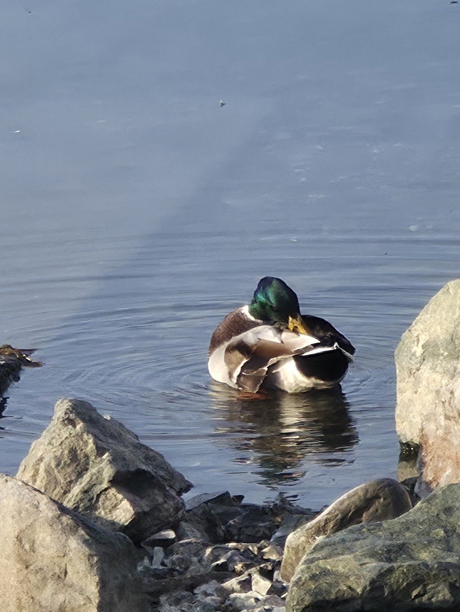 Зэрлэг нугас - ML644041889