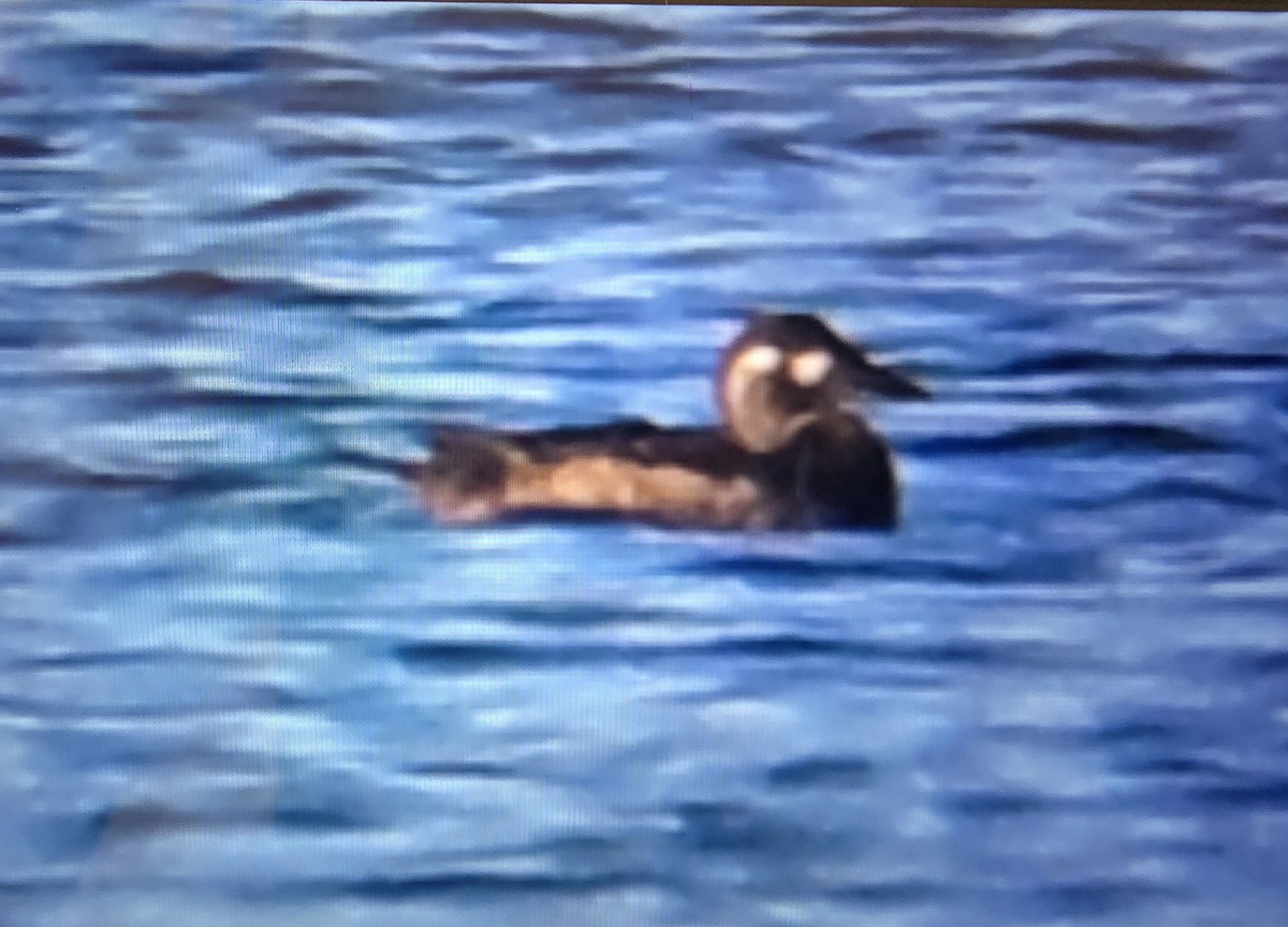 Surf Scoter - ML644041908