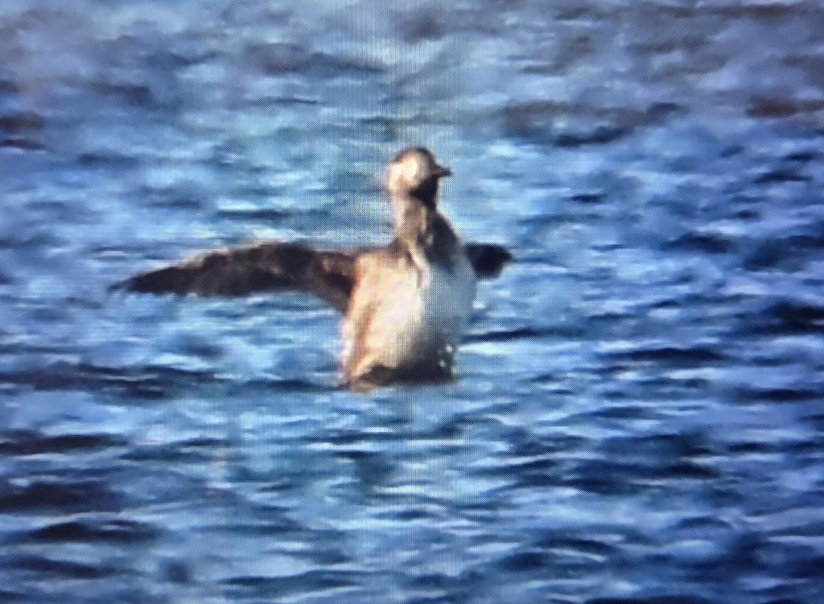 Surf Scoter - ML644041909