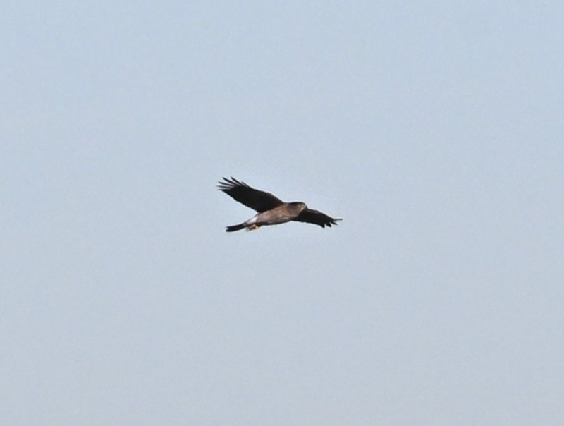 Sharp-shinned Hawk - ML644041910