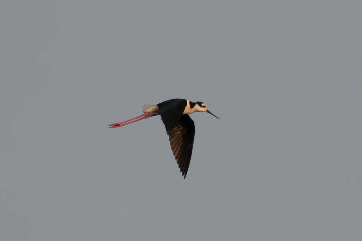 Black-necked Stilt - ML644041913