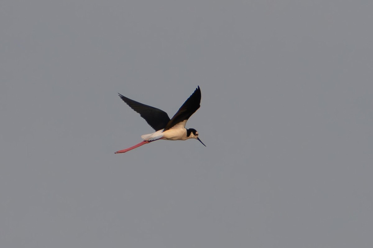 Black-necked Stilt - ML644041914