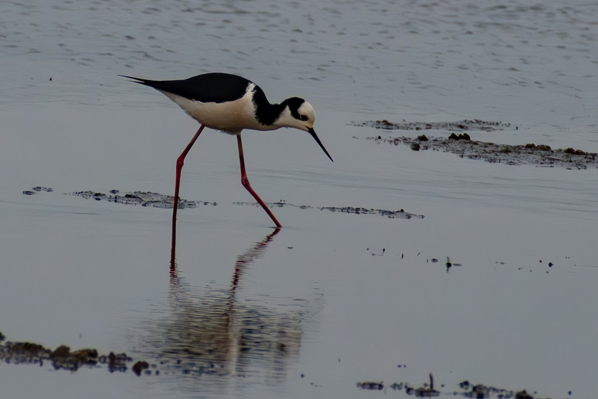 Black-necked Stilt - ML644041915
