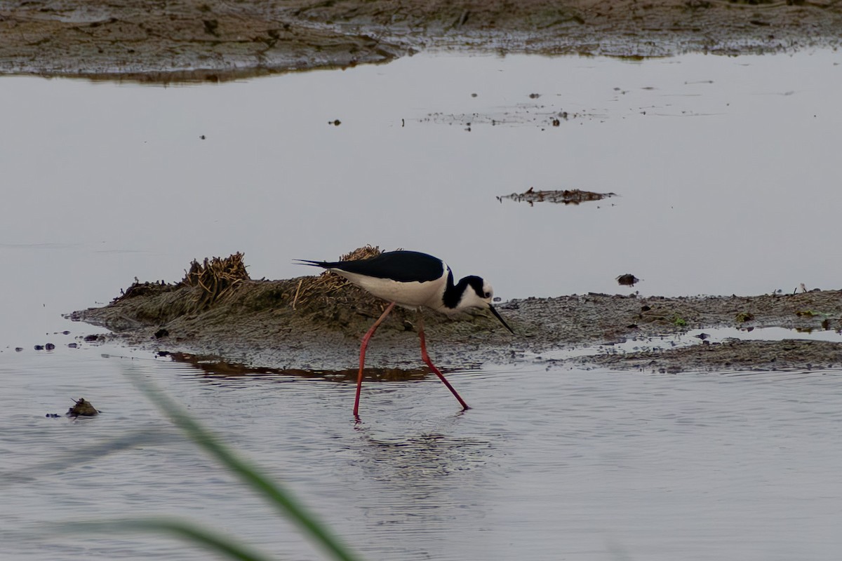 Black-necked Stilt - ML644041916