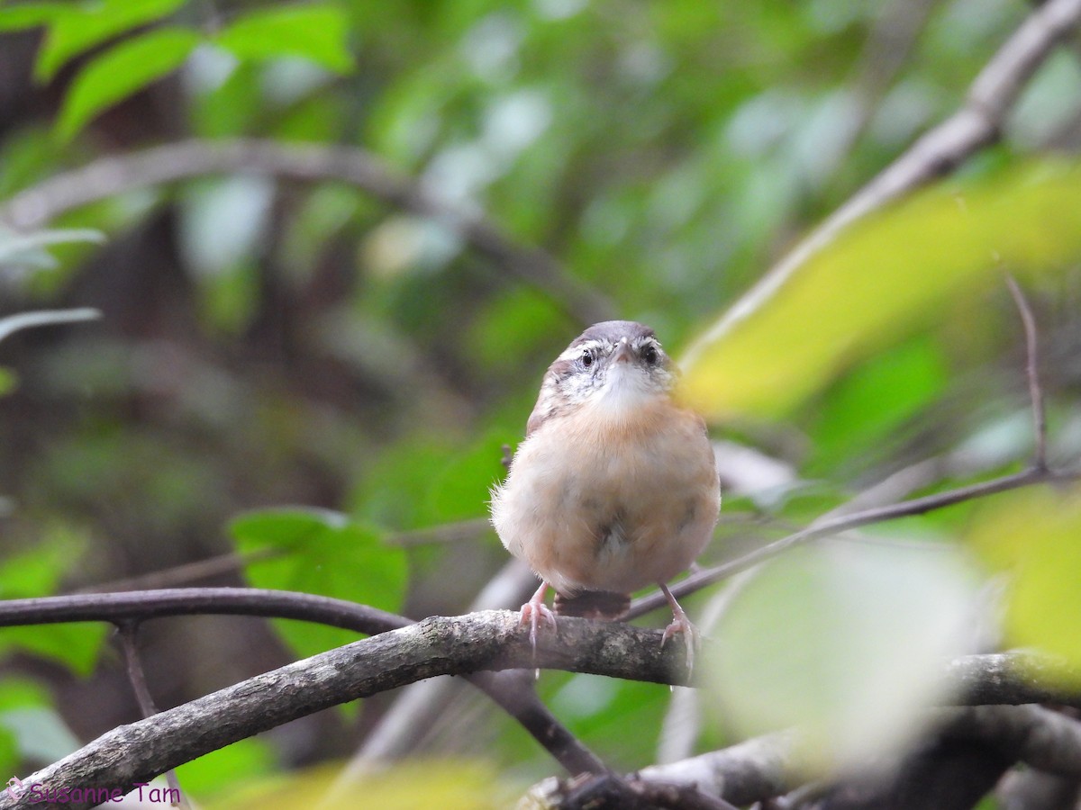 Carolina Wren - ML644041917
