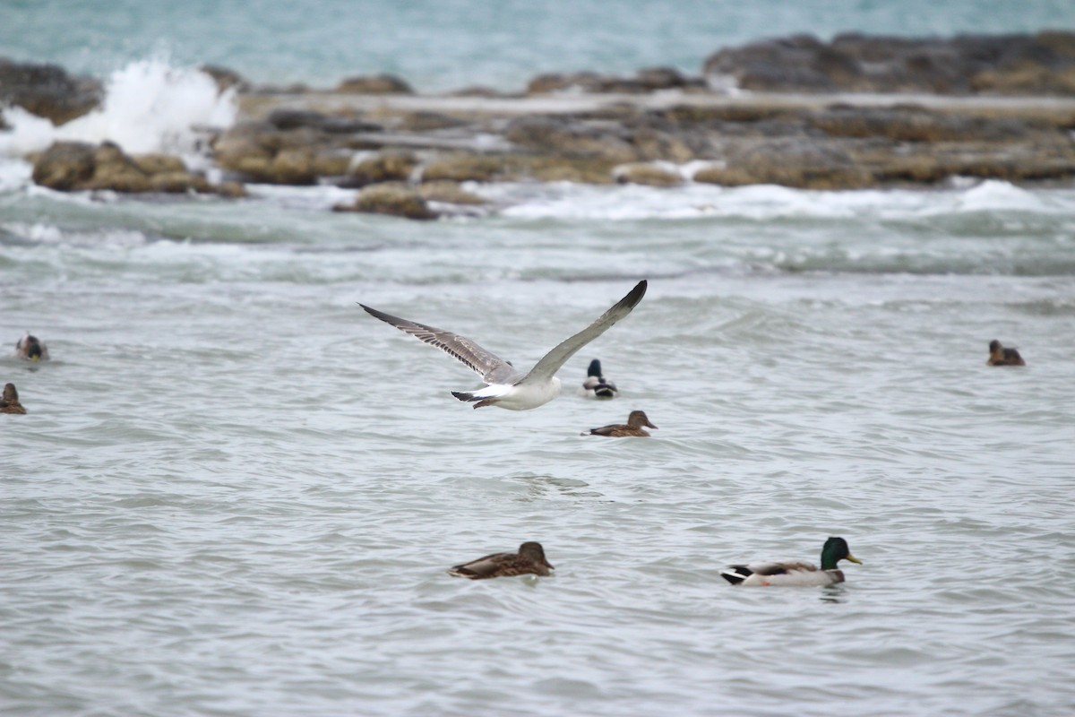 小黑背鷗(barabensis) - ML644041918