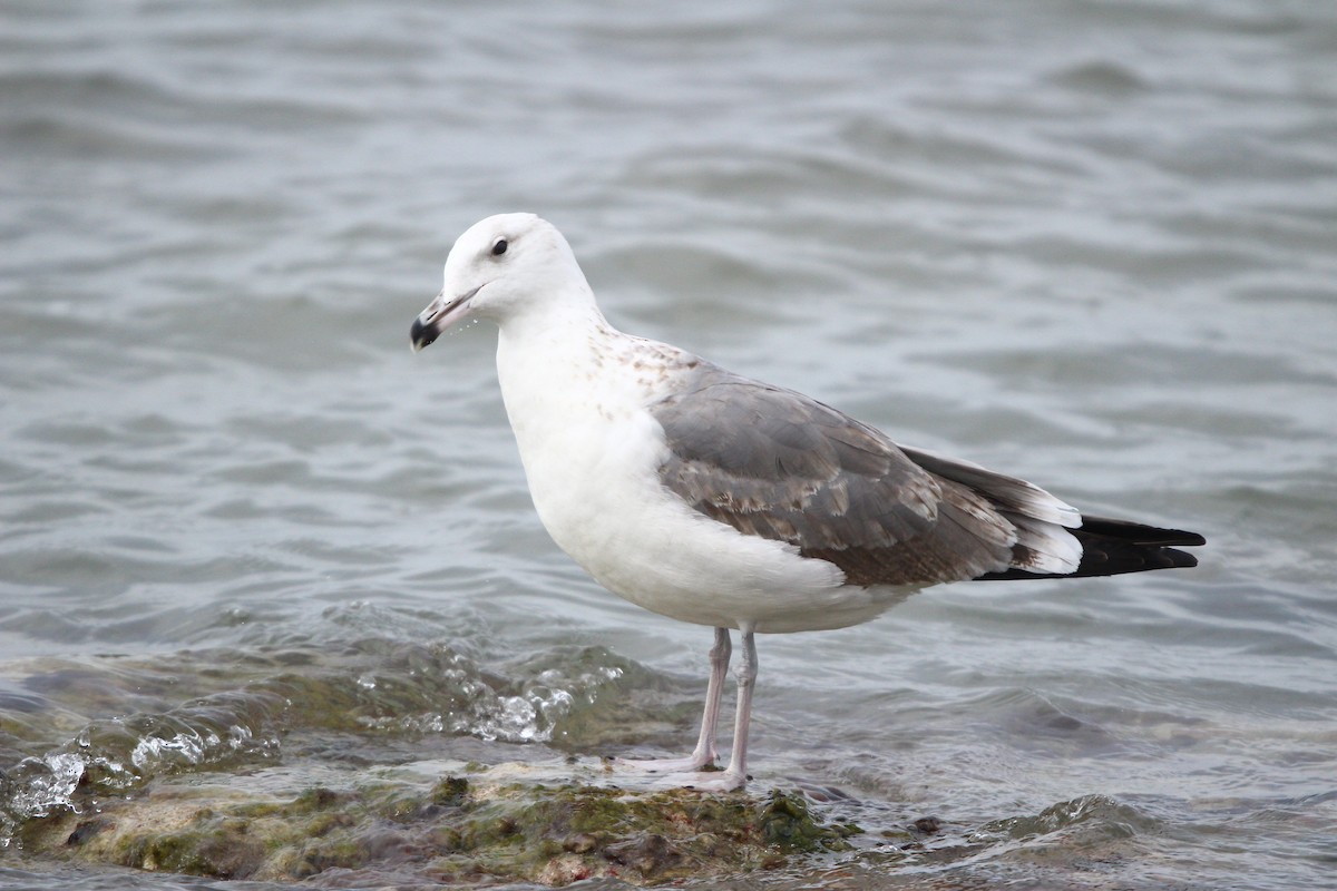 小黑背鷗(barabensis) - ML644041919