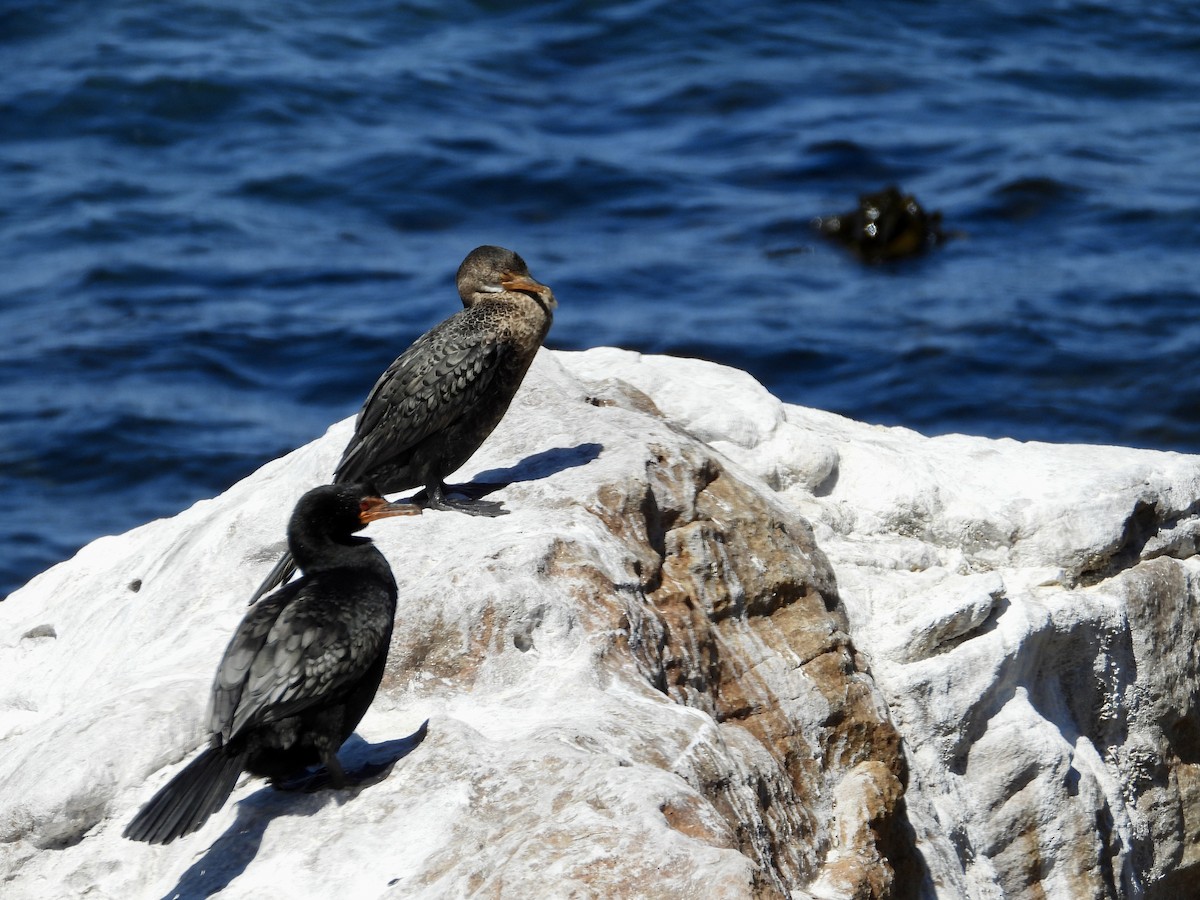 Crowned Cormorant - ML644041920