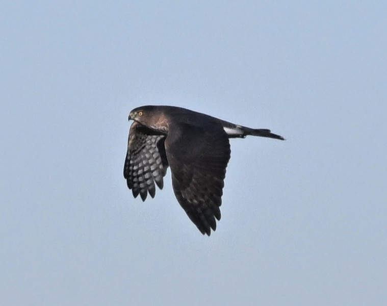 Sharp-shinned Hawk - ML644041924