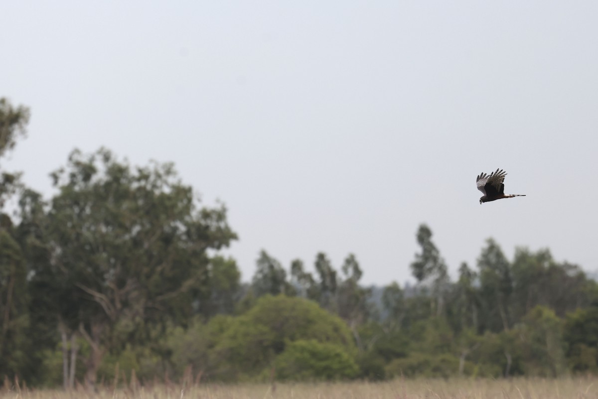 Long-winged Harrier - ML644041925