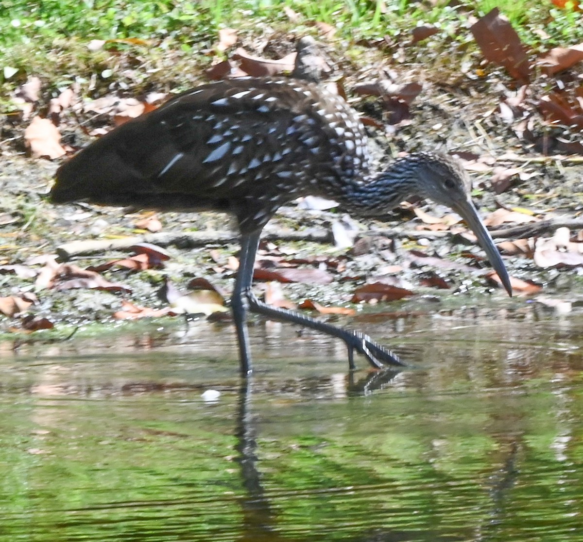Limpkin - ML644041930