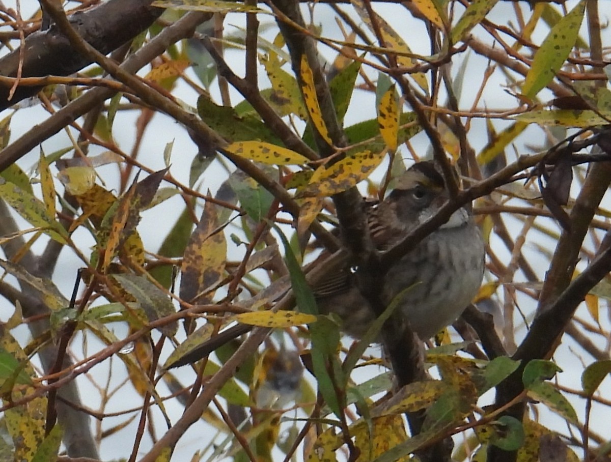 White-throated Sparrow - ML644041931