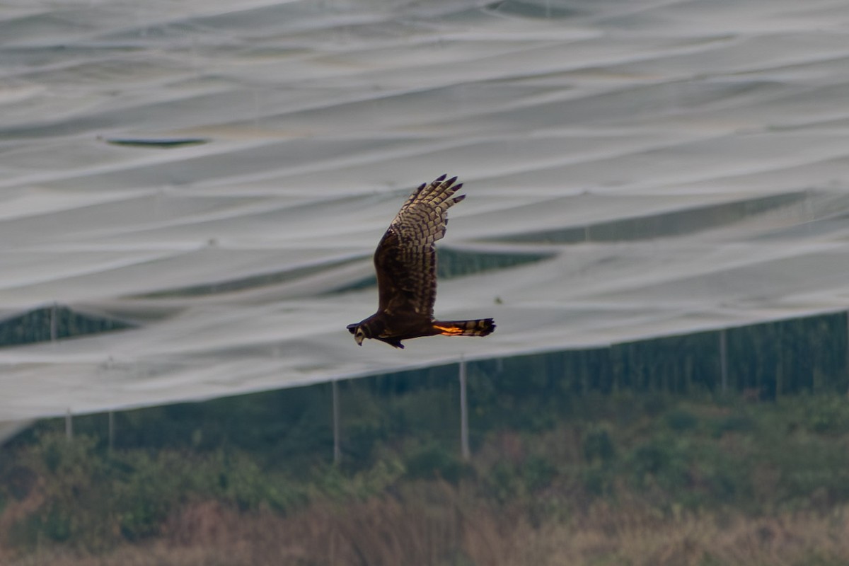 Лунь довгохвостий - ML644041940