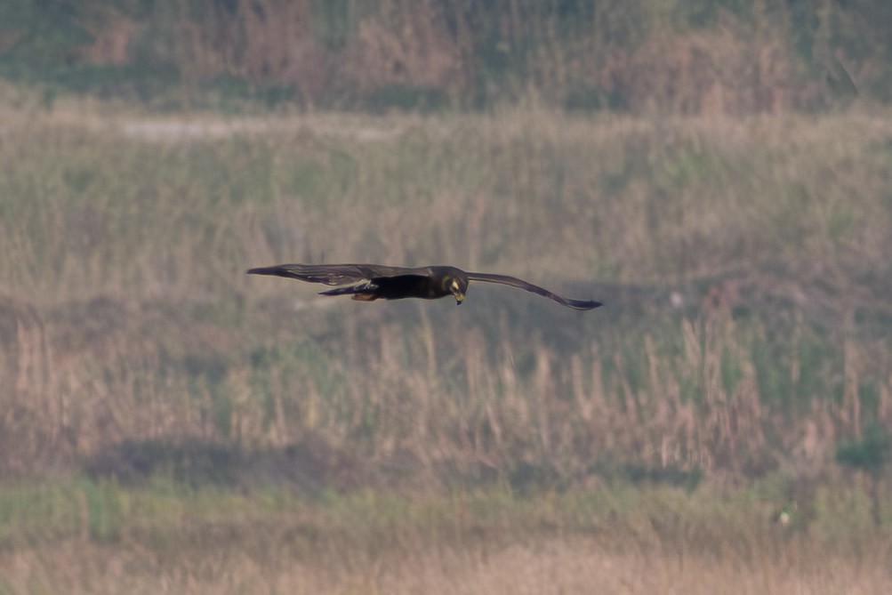 Лунь довгохвостий - ML644041941
