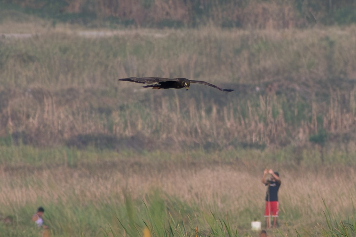 Лунь довгохвостий - ML644041942