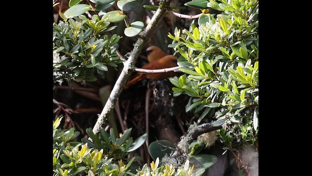 Rufous Wren - ML644041957