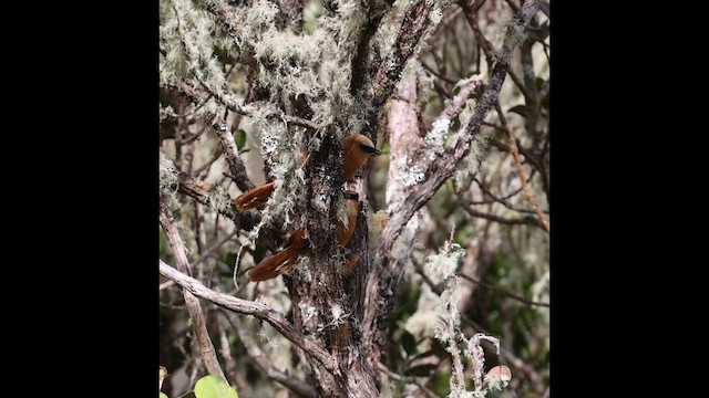 Rufous Wren - ML644041958